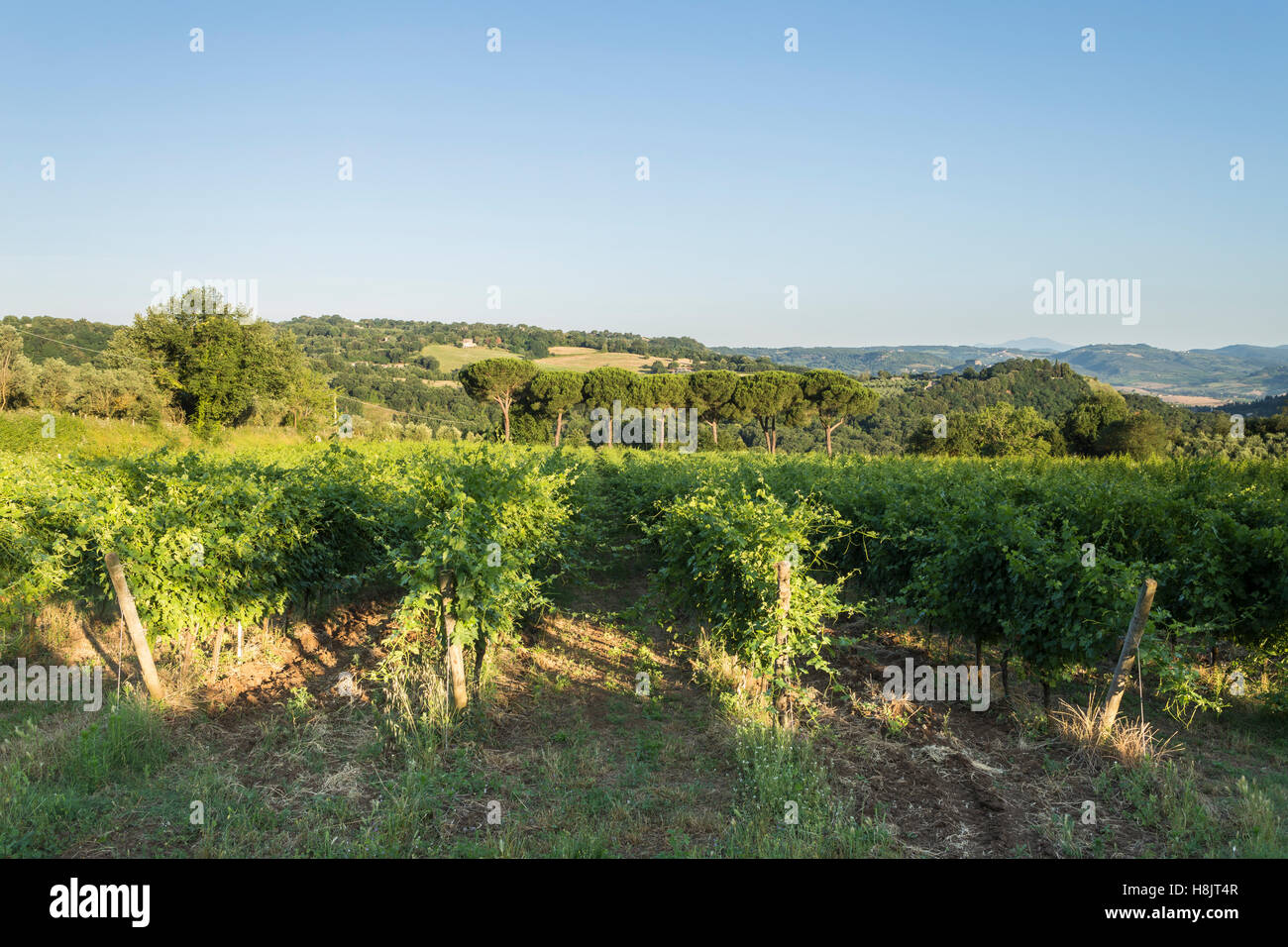 Weinberge in der Nähe von Orveito, Umbrien. Stockfoto