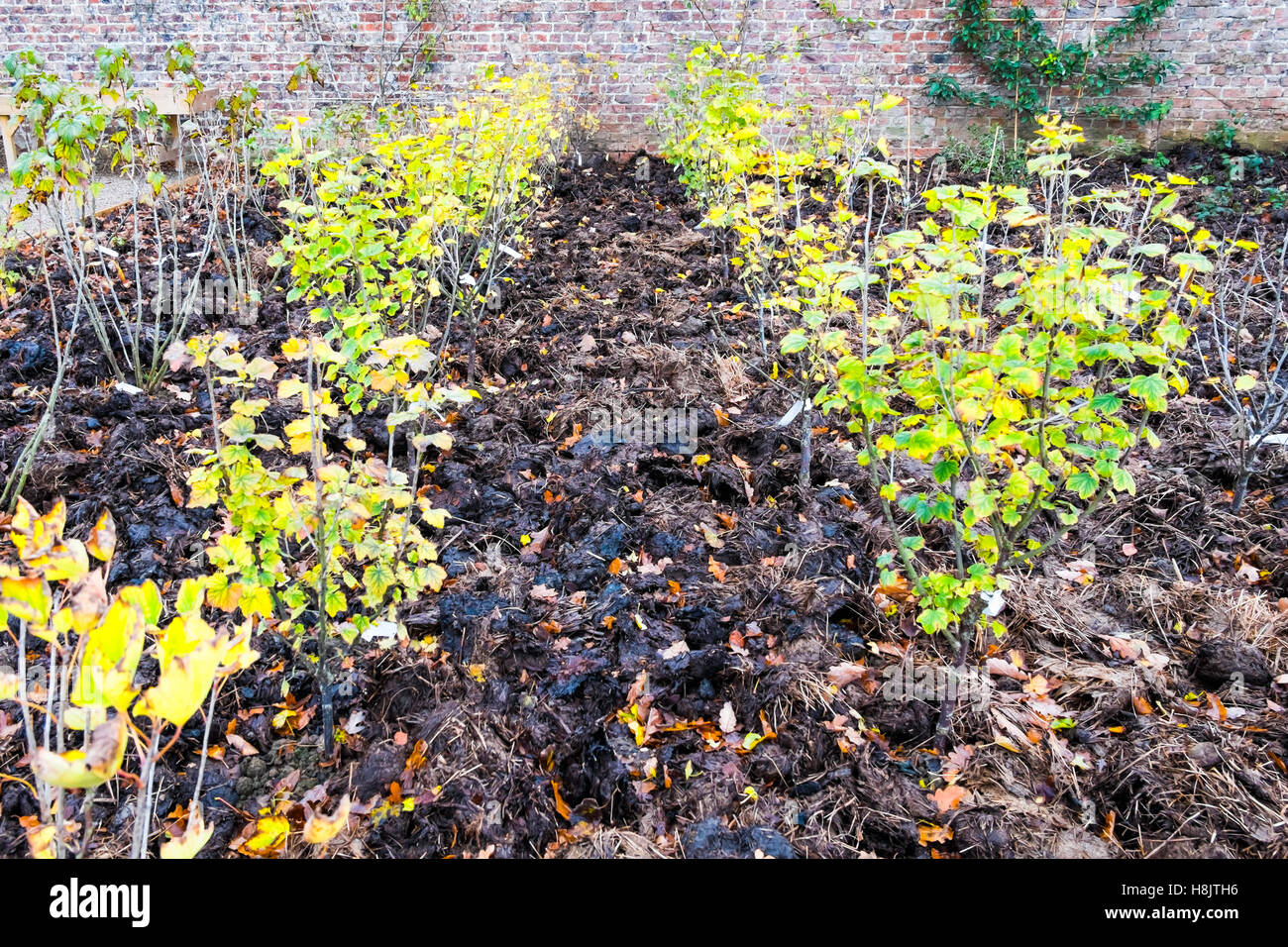 Rote Johannisbeere Büsche mit Pferdemist im essbaren Garten in Wynyard Hall Tees Valley England UK wächst stark gedüngt Stockfoto