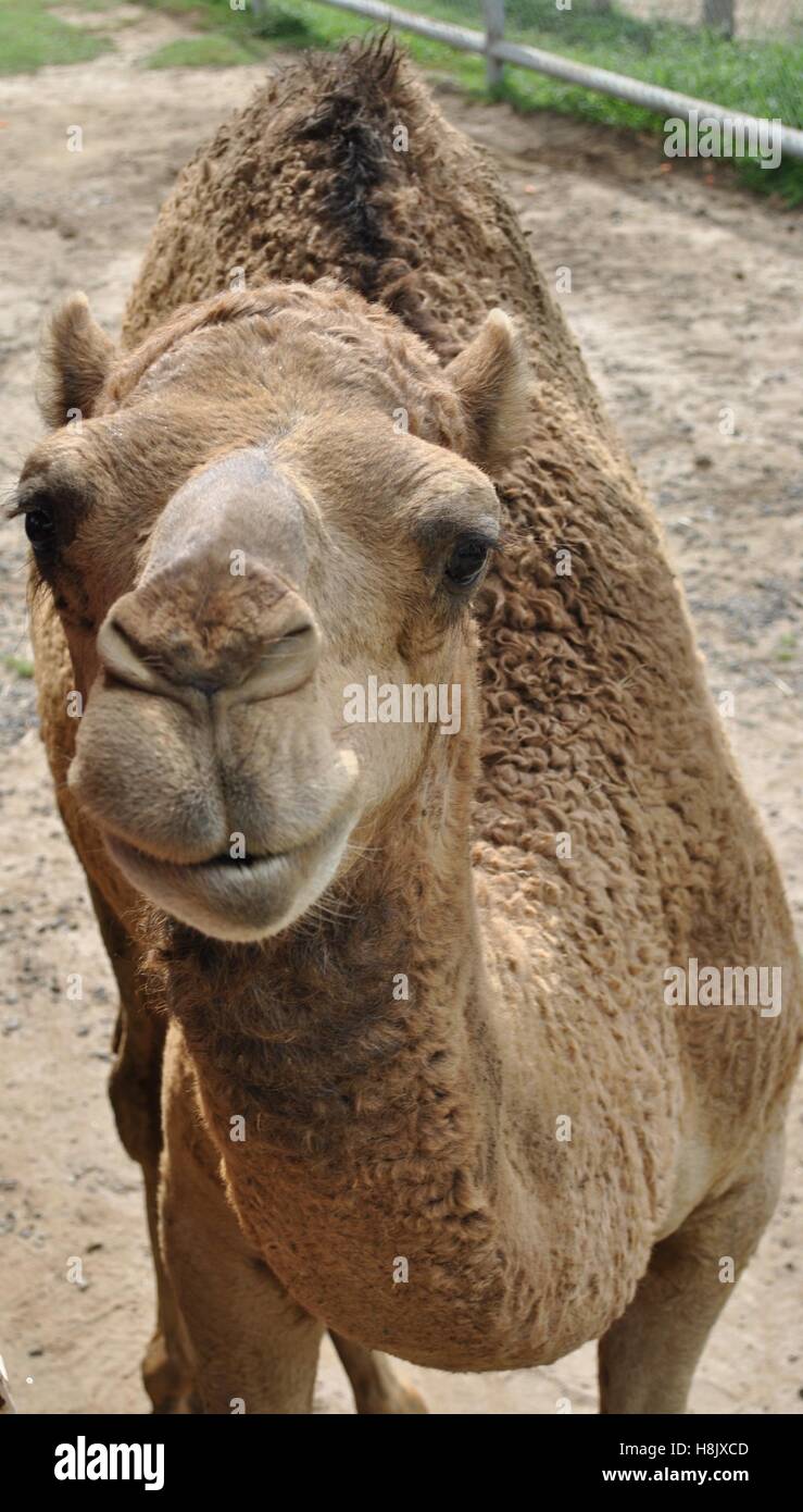 Lächelndes Kamel, das glücklich, mich zu sehen ist? Stockfoto