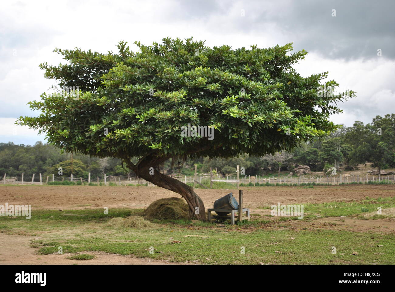 Foto aufgenommen von grüner Baum in Mittelamerika drei Stunden nördlich von Jaco Costa Rica Stockfoto