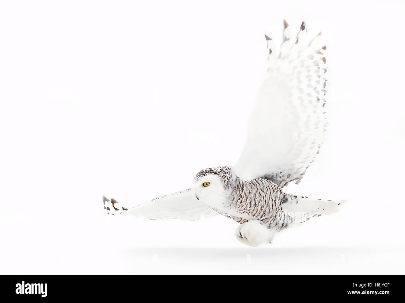 Schnee-eule (Bubo scandiacus) Jagd über einem schneebedeckten Feld in Kanada Stockfoto