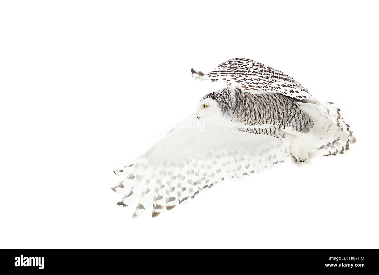 Schneeule (Bubo scandiacus) auf der Jagd über ein schneebedecktes Feld in Kanada Stockfoto