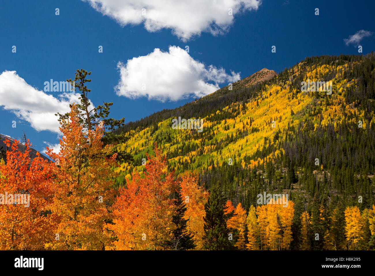 Reich, Colorado - Farben des Herbstes in der Nähe unter die kontinentale Wasserscheide am Berthoud Pass. Stockfoto