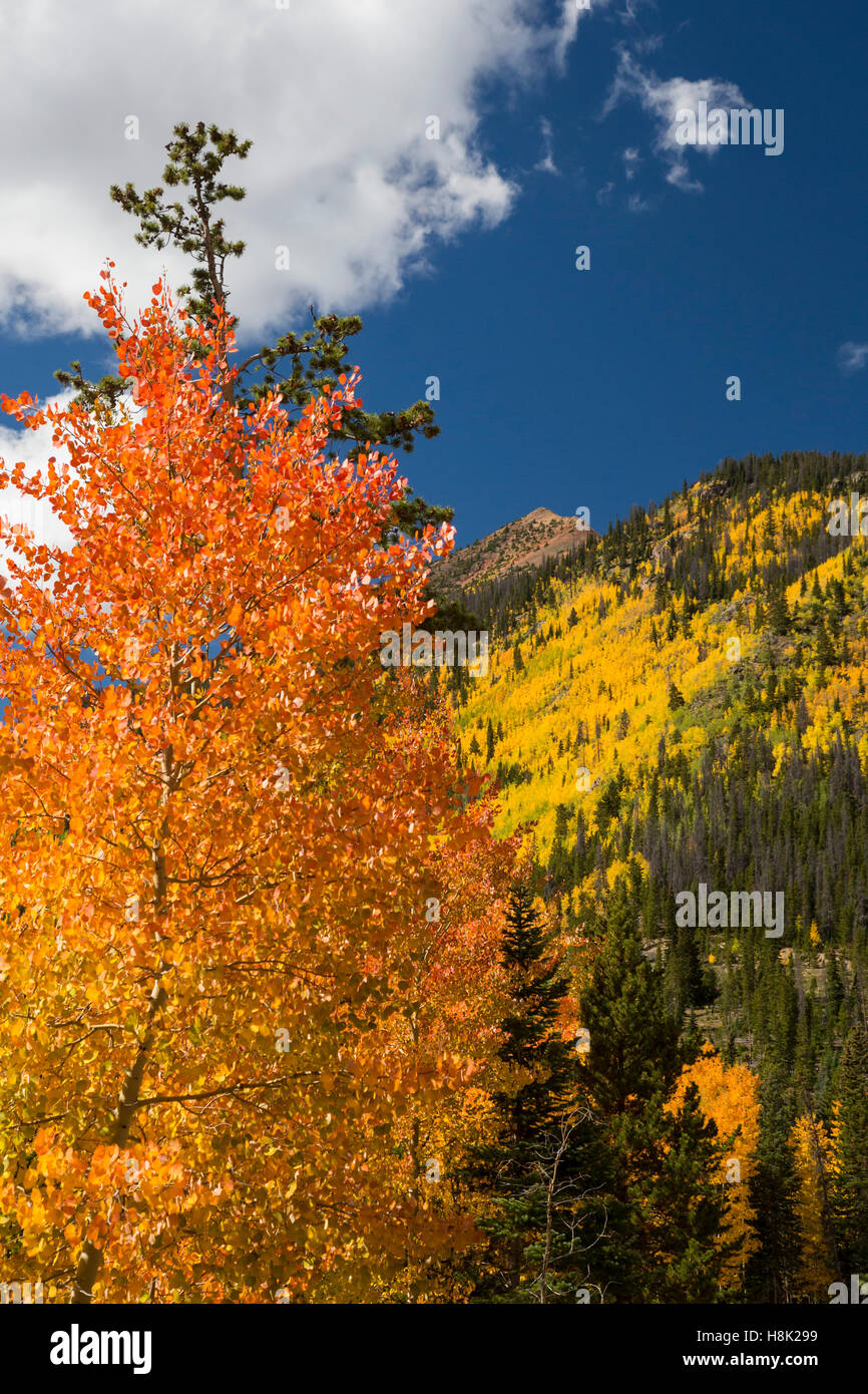 Reich, Colorado - Farben des Herbstes in der Nähe unter die kontinentale Wasserscheide am Berthoud Pass. Stockfoto