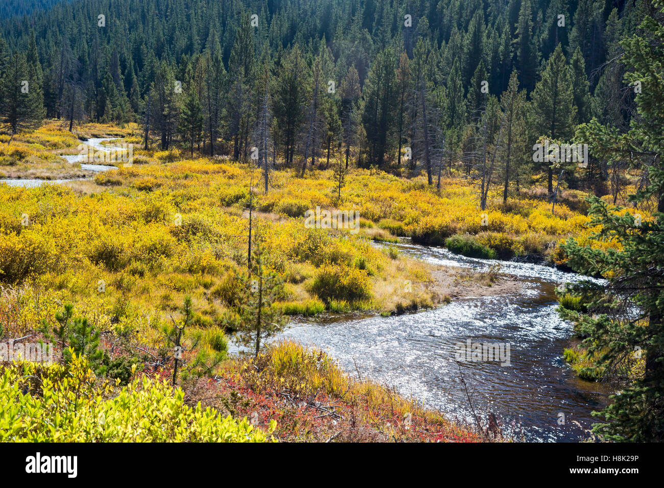Tabernash, Colorado - Farben des Herbstes entlang Meadow Creek in den Rocky Mountains. Stockfoto