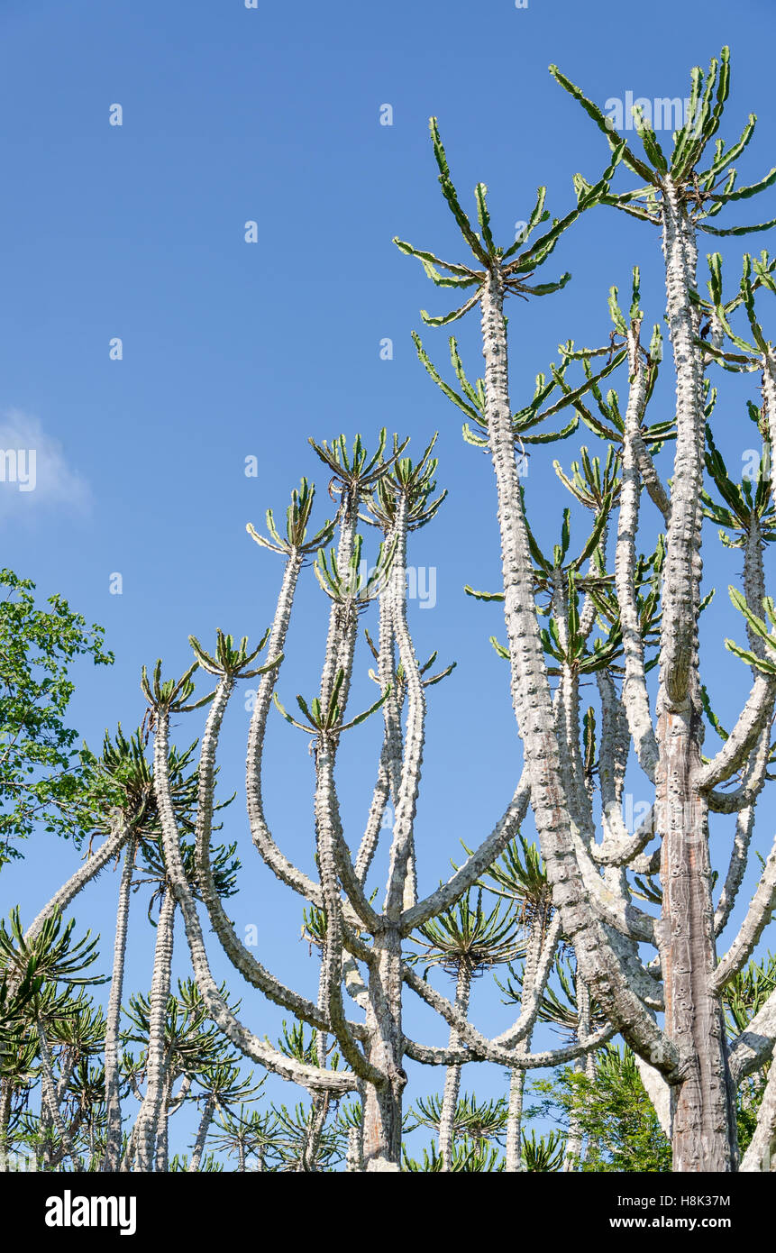 Groß und beeindruckend Kandelaber-Kaktus in Angola. Diese Kakteen erreichen eine Höhe von Bäumen. Stockfoto