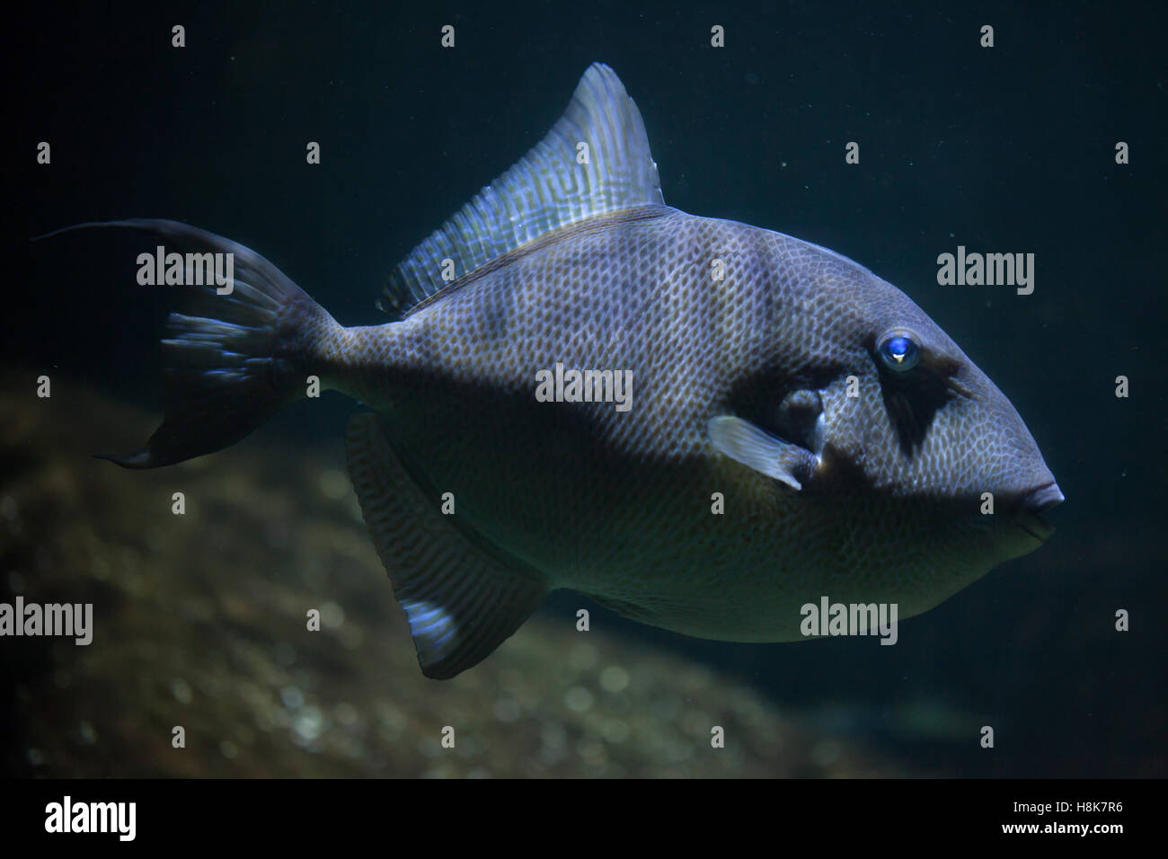 Grauer Drückerfisch (Balistes Capriscus). Meeresfische. Stockfoto