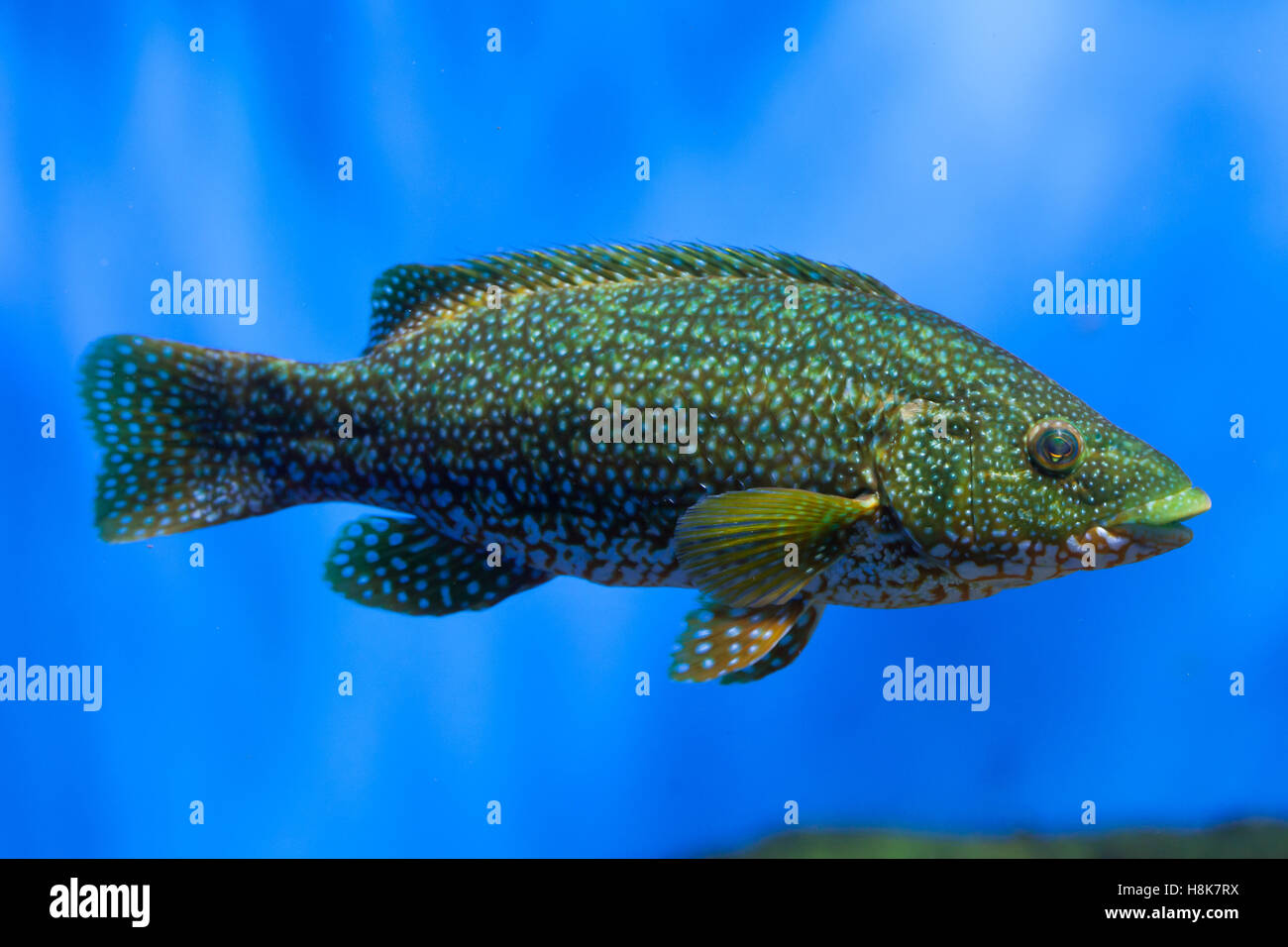 Ballan Wrasse (Labrus Bergylta). Meeresfische. Stockfoto