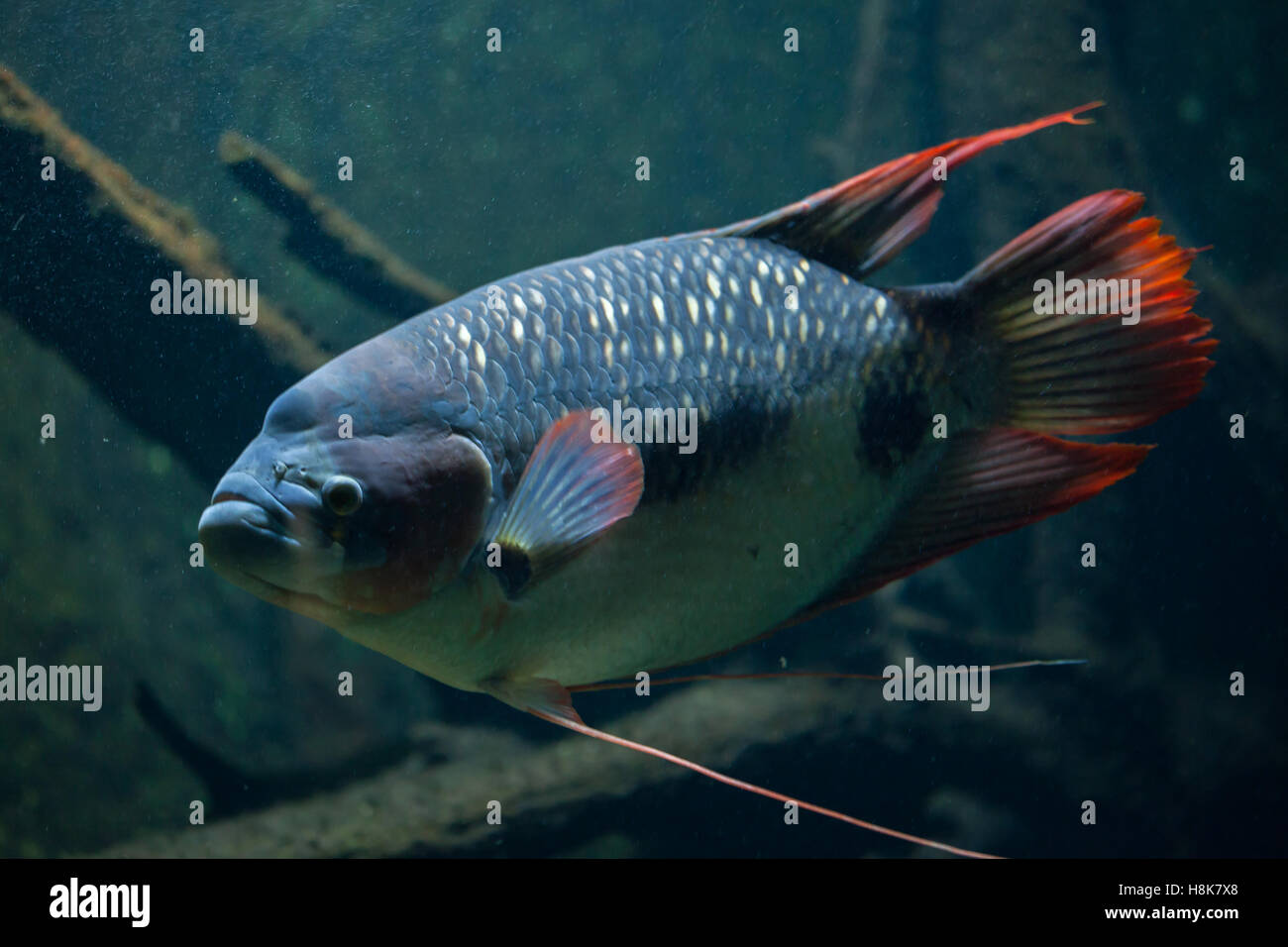 Riesiger Gourami (Osphronemus Goramy). Süßwasserfische. Stockfoto