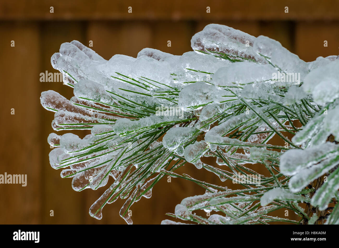 Zweige des Baumes ummantelt im Eis nach einem eiskalten Regen Sturm Stockfoto