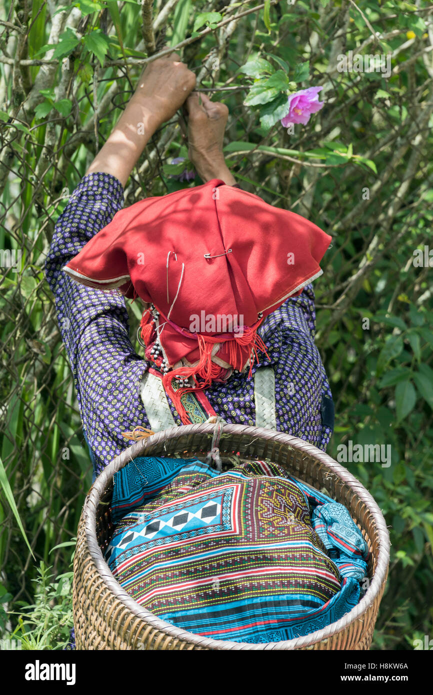 Eine rote Dao-Frau mit einer Nadel in ihrem Hut sammelt eine am Straßenrand Blume, Ta Van Tal, Sa Pa, Nord-Vietnam Stockfoto
