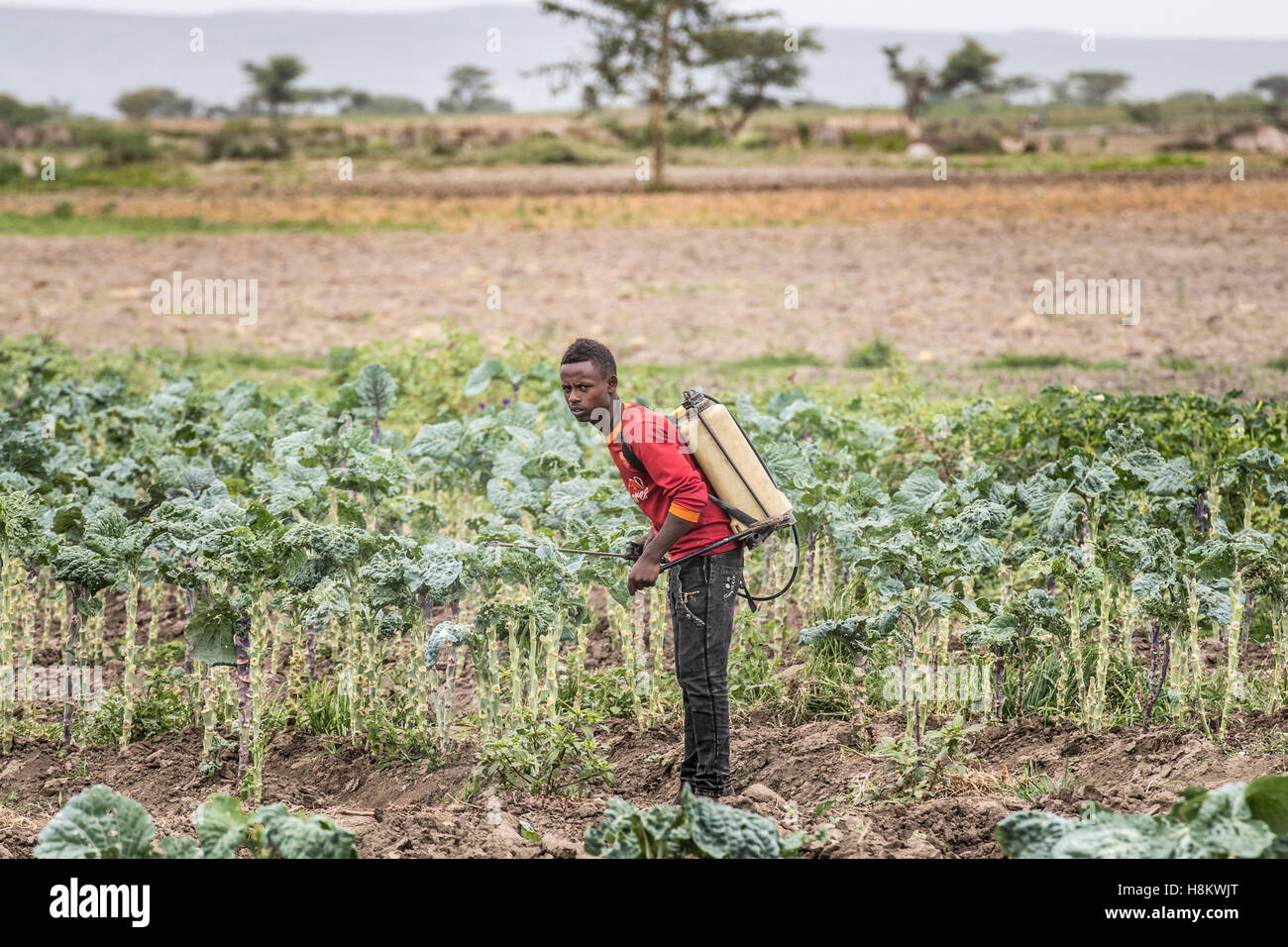 Meki Batu, Äthiopien - junge männliche Arbeiter Sprühen von Pestiziden auf Grünkohl Pflanzen an den Obst- und Gemüse-Erzeuger-Genossenschaft in Mek Stockfoto