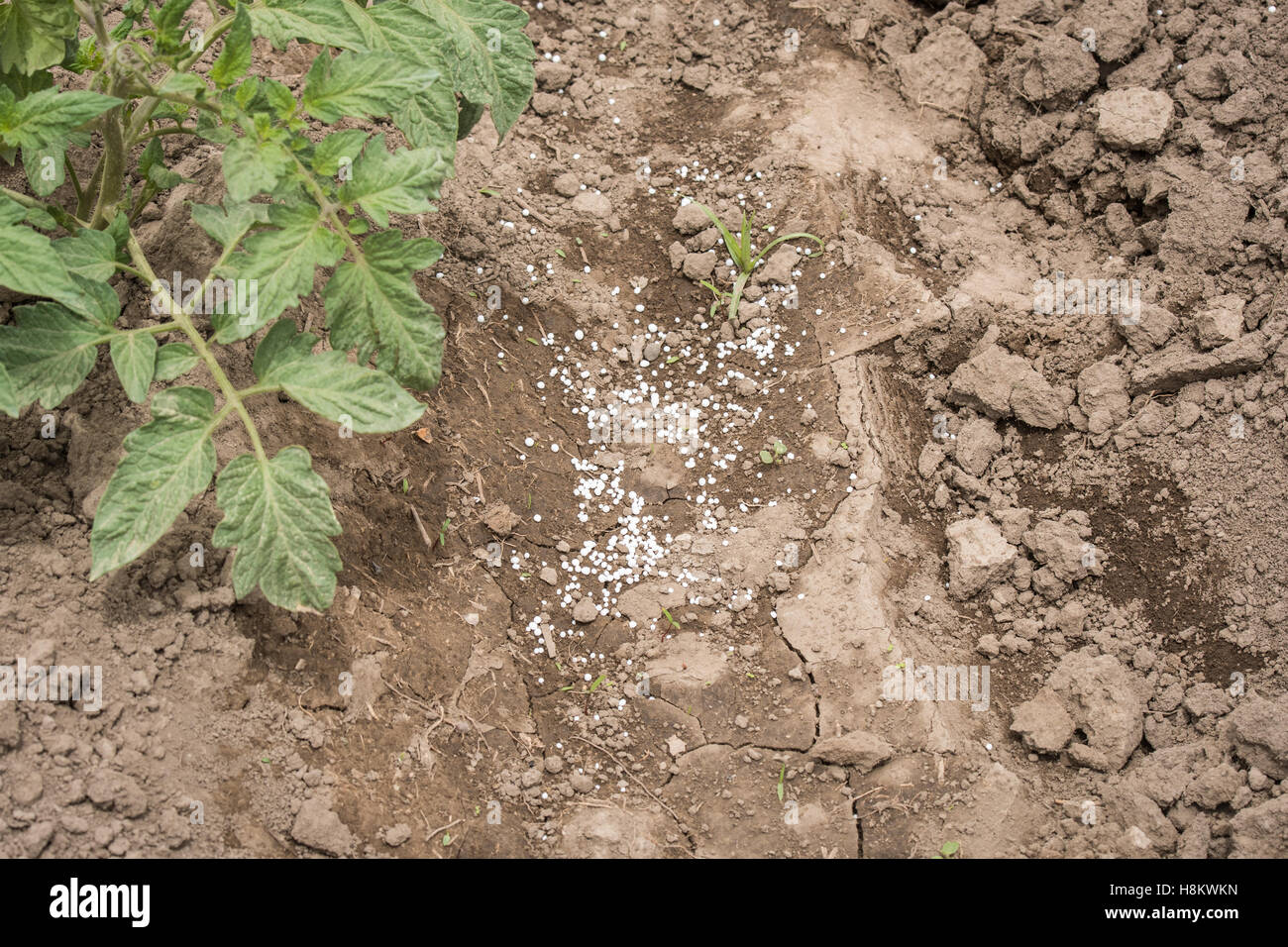 Meki Batu, Äthiopien - Pfeffer junge Pflanzen wachsen in einem befruchteten Feld bei der Obst- und Gemüse-Erzeuger-Genossenschaft in Meki B Stockfoto