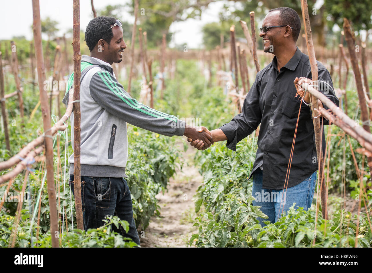 Meki Batu, Äthiopien - männliche Arbeitnehmer gestellt Händeschütteln neben Tomaten Pflanzen an den Obst- und Gemüse-Erzeuger-Station Stockfoto