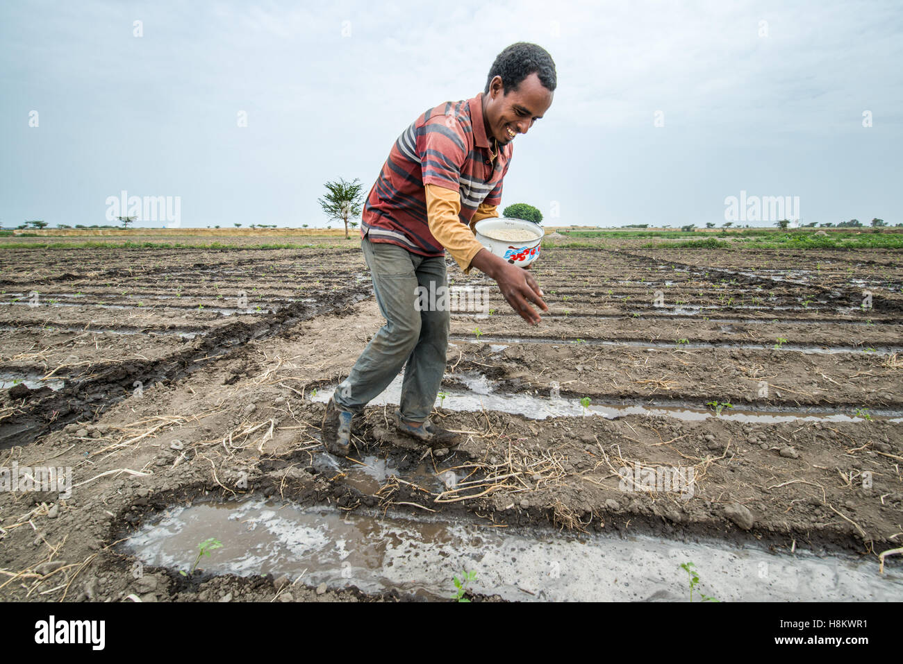 Meki Batu, Äthiopien - junge männliche Arbeiter verbreiten Dünger auf junge Pflanzen an den Obst- und Gemüse-Erzeuger-Genossenschaft in mir Stockfoto