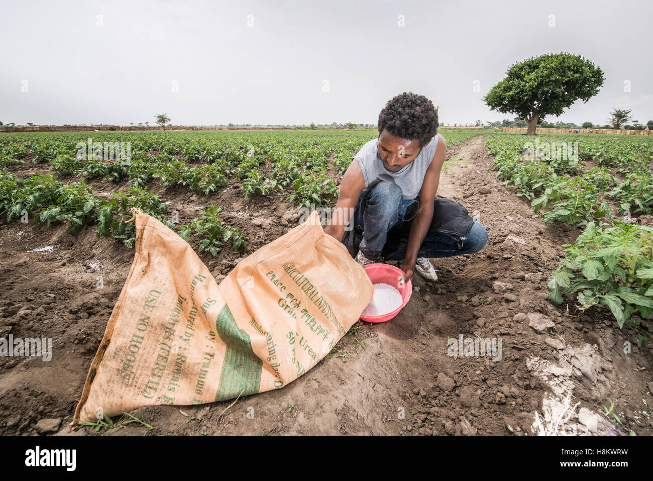 Meki Batu, Äthiopien - junge männliche Arbeiter verbreiten Dünger auf junge Pflanzen an den Obst- und Gemüse-Erzeuger-Genossenschaft in mir Stockfoto