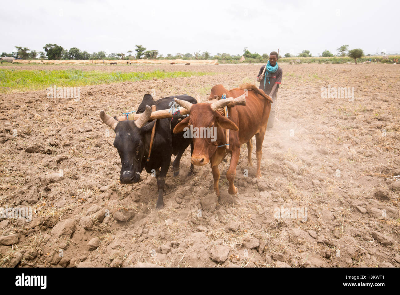 Meki Batu, Äthiopien - junge männliche Arbeitnehmer Lenkung Rinder auf den Boden an den Obst- und Gemüse-Erzeuger-Genossenschaft in mir zu bebauen Stockfoto