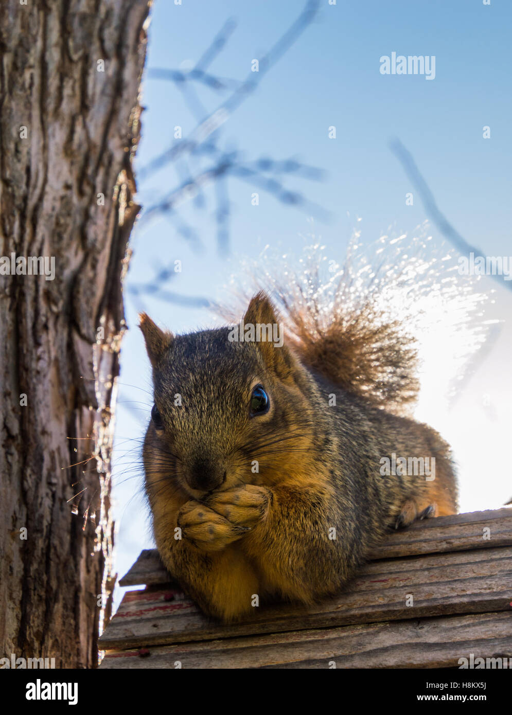 Nahaufnahme von roten Eichhörnchen knabbert an Samen, während auf einem verwitterten Vogelhaus Dach Hintergrundbeleuchtung mit geringen Schärfentiefe. Stockfoto
