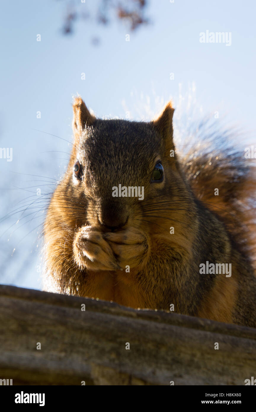 Nahaufnahme von roten Eichhörnchen knabbert an Samen, während auf einem verwitterten Vogelhaus Dach Hintergrundbeleuchtung mit geringen Schärfentiefe. Stockfoto