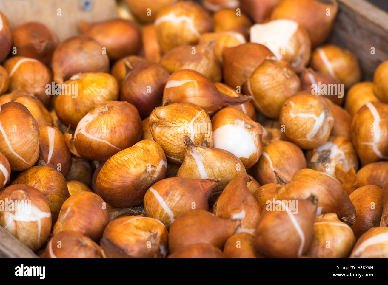 Amsterdam, Niederlande Nahaufnahme von Blumenzwiebeln für den Verkauf in einem Outdoor-Markt. Stockfoto