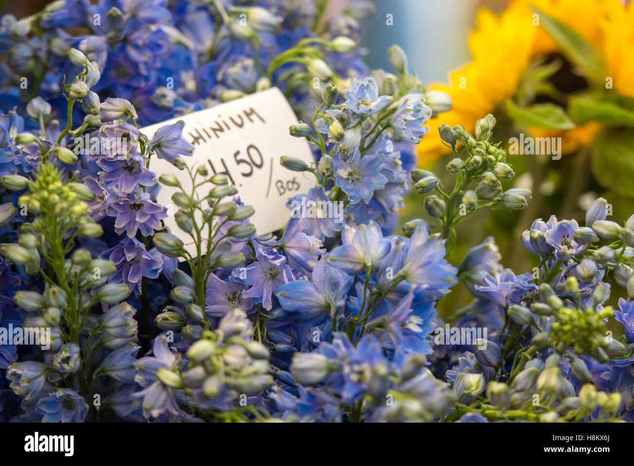 Amsterdam, Niederlande Nahaufnahme von lila und blau Blumenstrauss für den Verkauf in einem Outdoor-Markt. Stockfoto