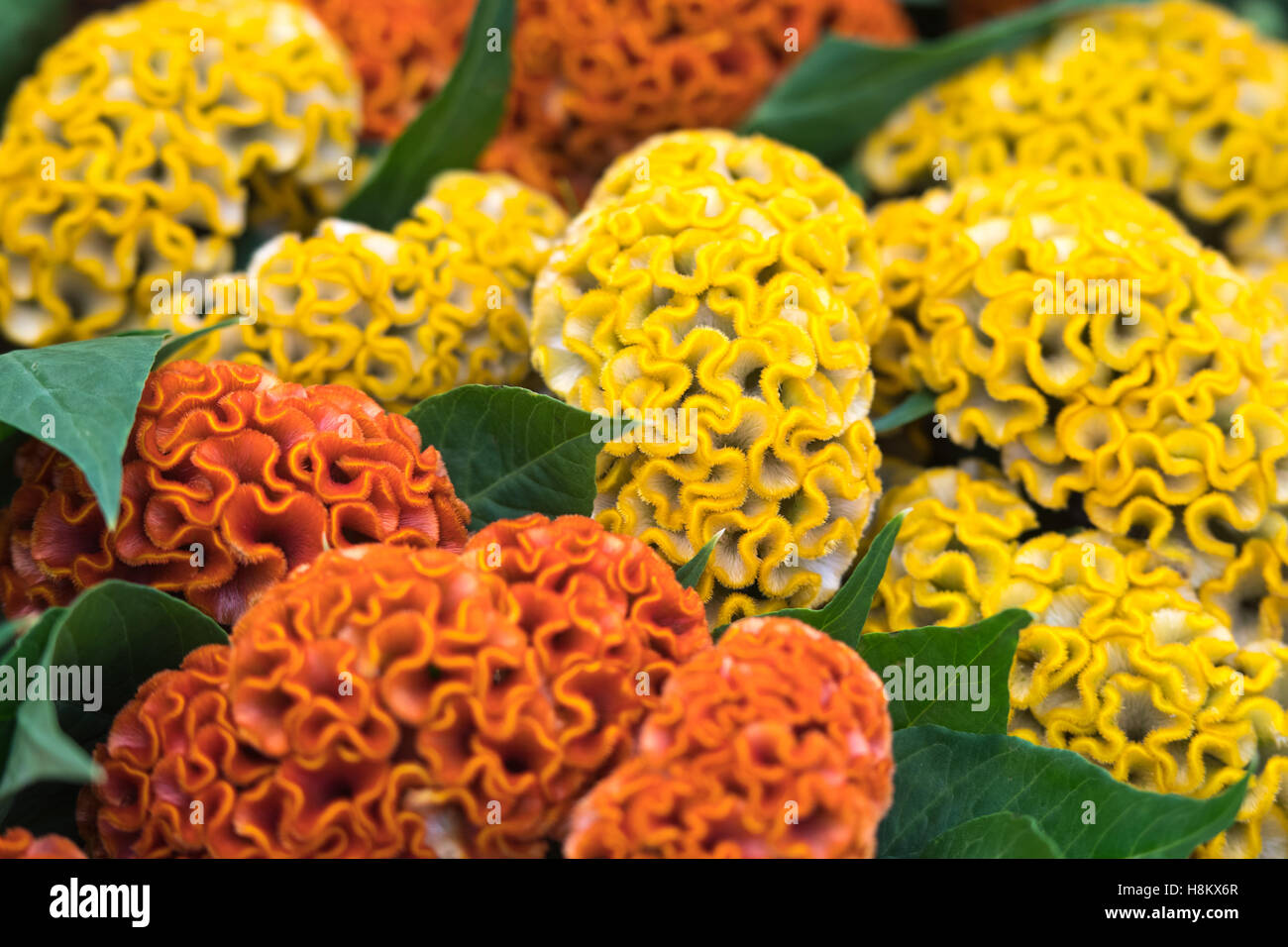 Amsterdam, Niederlande Nahaufnahme von Orangen und gelben Hahnenkamm Blumen zum Verkauf in einem Outdoor-Markt. Stockfoto