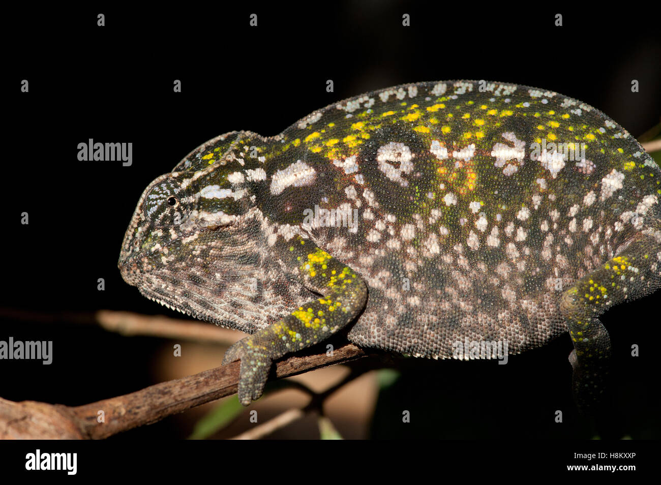 Jeweled Chamäleon (Furcifer Lateralis) Stockfoto