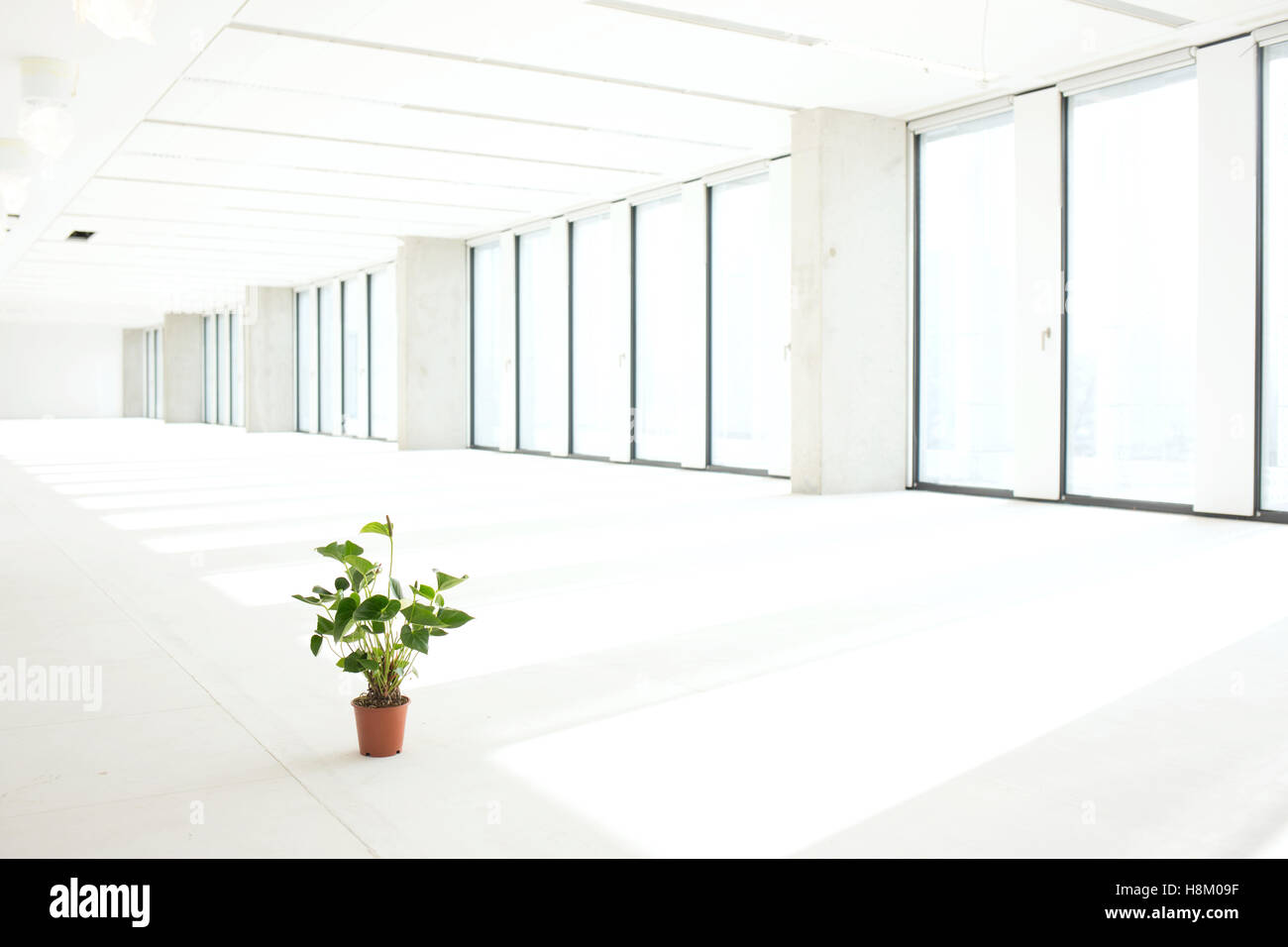 Topfpflanze in leeres Büro Stockfoto