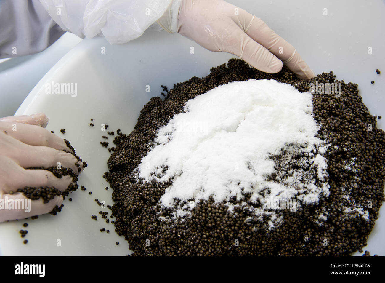 Kaviar-Aufbereitungsanlage, Arbeiter mischen Stör Eiern mit Salz in eine Schüssel geben, Europa Stockfoto