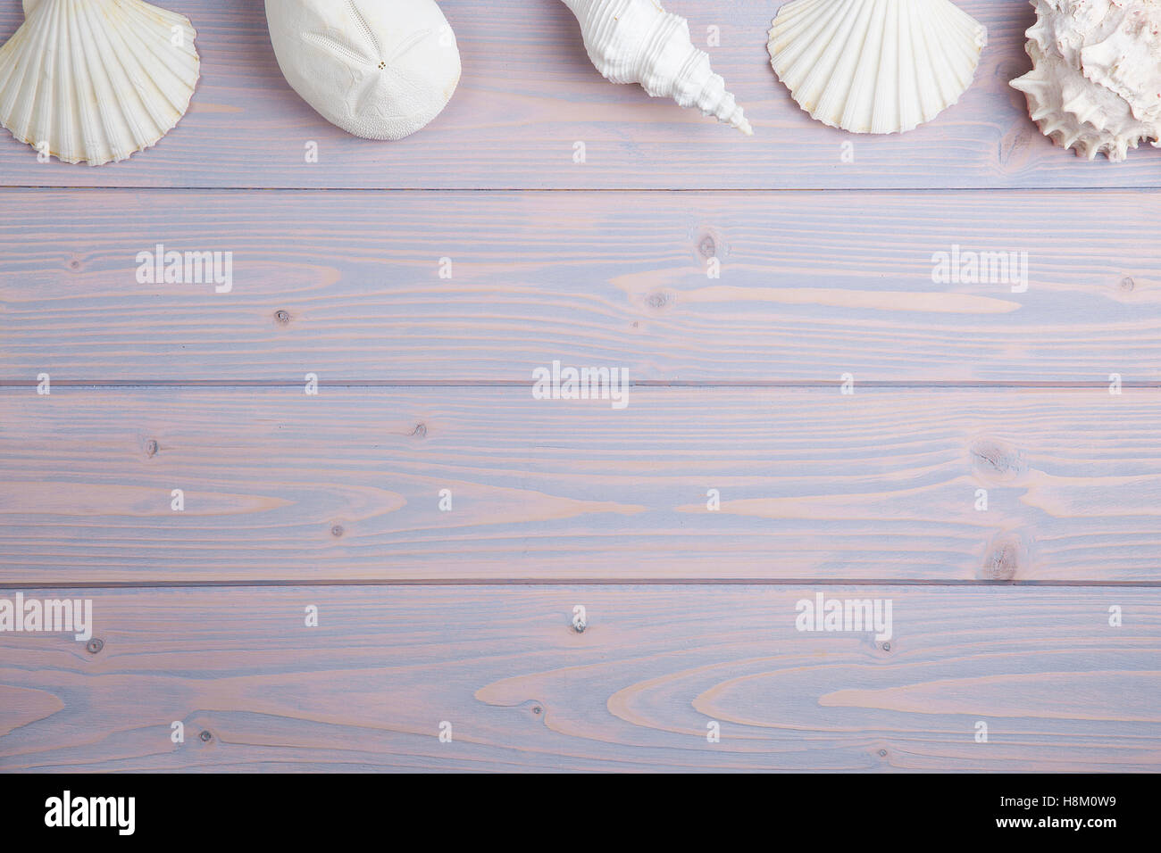 Aufwand für eine Sammlung von Muscheln auf Holz Stockfoto