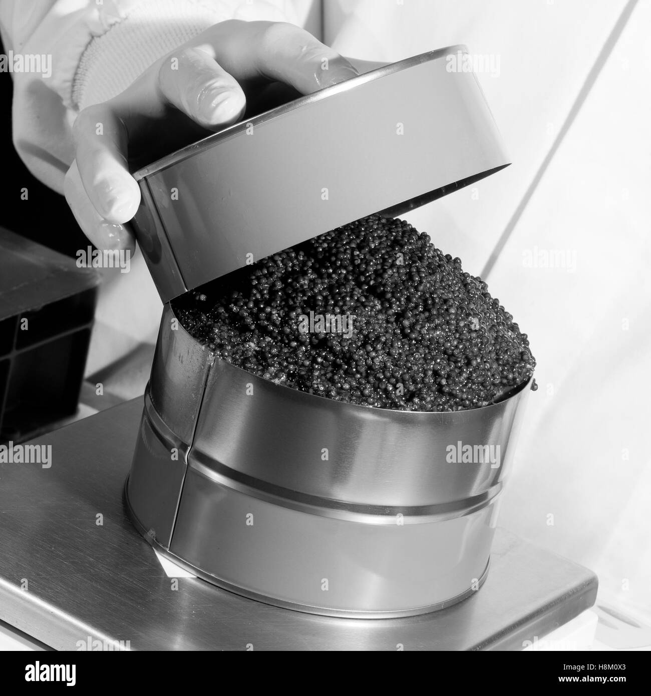 Arbeiter füllen Dosen mit Kaviar in Fischfabrik, Frankreich Stockfoto