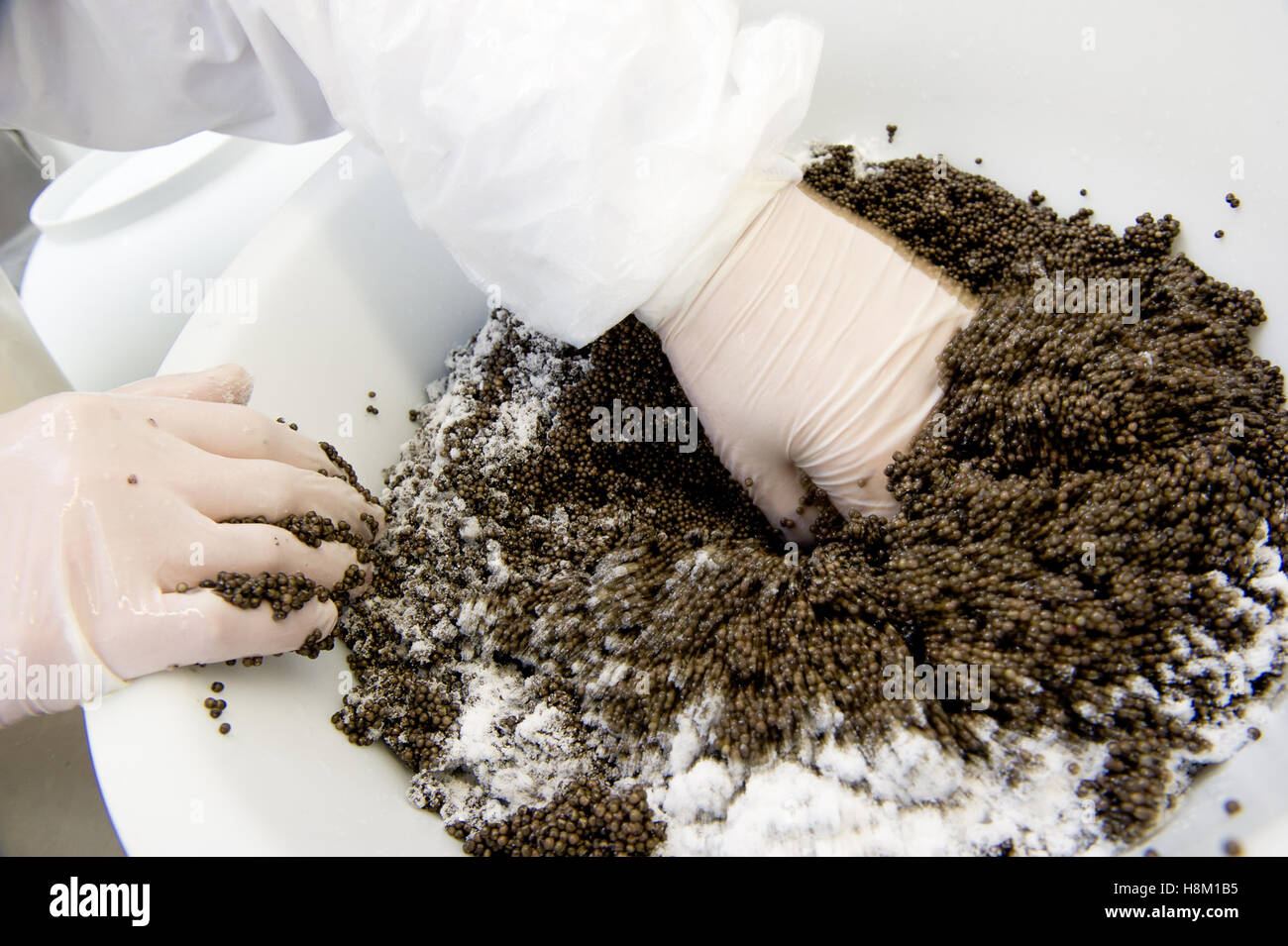 Kaviar-Aufbereitungsanlage, Arbeiter mischen Stör Eiern mit Salz in eine Schüssel geben, Europa Stockfoto