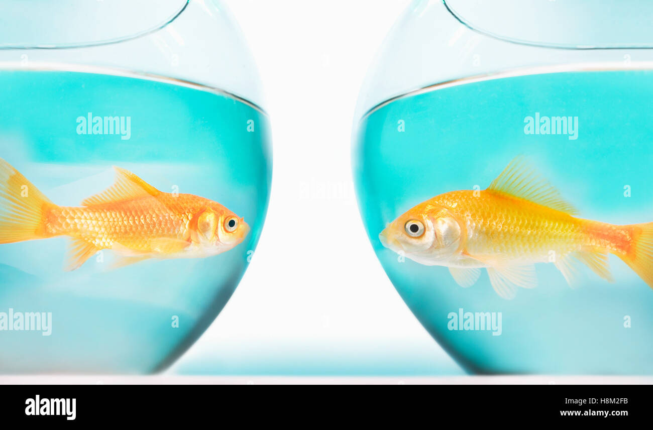 Goldfisch Stockfoto