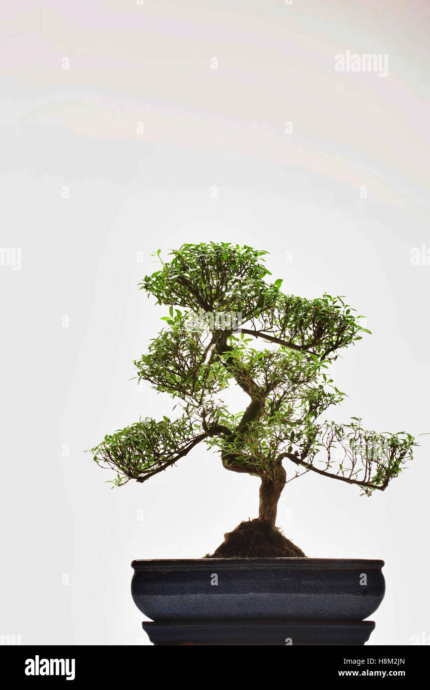 Bonsai-Baum Stockfoto