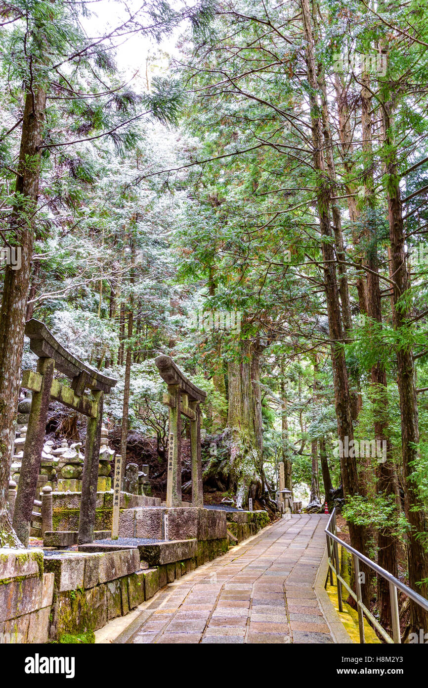 Koya, Japan, Okunoin Friedhof, gepflasterter Weg durch hohen Zedern führende, mit zwei Stein torii Tore und Gräber auf beiden Seiten. Winter, Schnee. Stockfoto