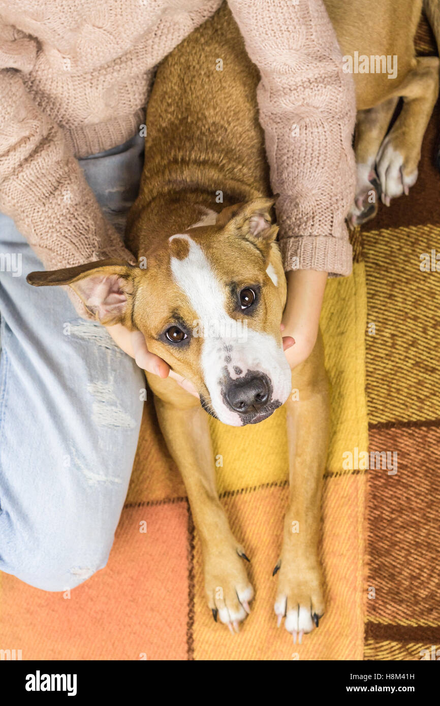 Hund auf dem Teppich mit Menschen. Draufsicht eines Welpen mit großen Ohren liegen auf dem Teppich, menschliche umarmt es Stockfoto