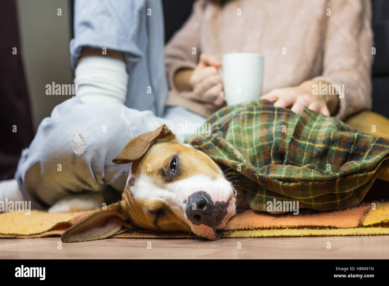 Verschlafenen Hund in Decke mit Menschen. Faul Welpen waren in Plaid mit Menschen in Jeans und Wollpullover trinkt Kaffee Stockfoto