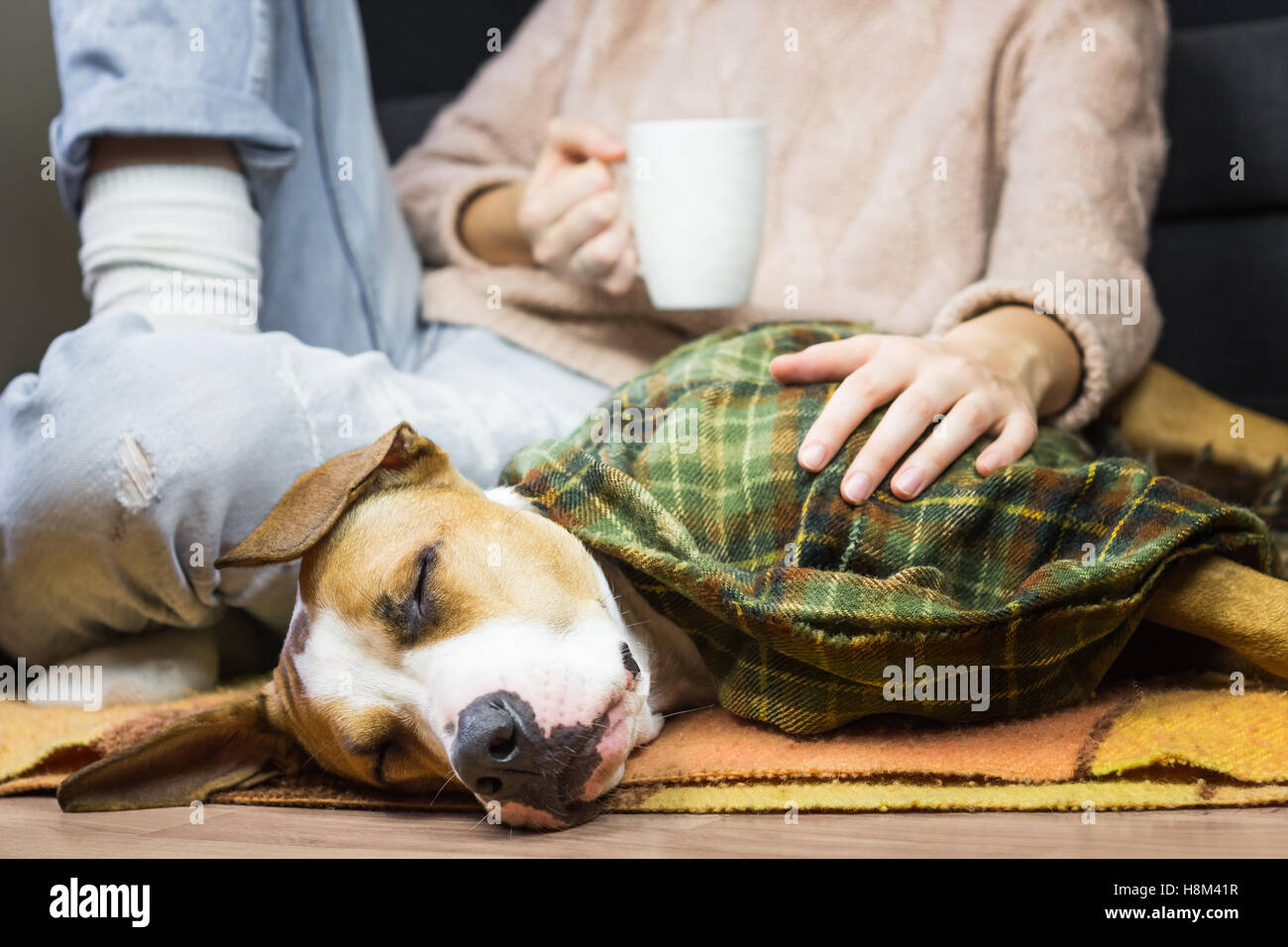 Mit menschlichen Hund in Decke schlafen. Kranke oder schlafende Welpen behandelt in Plaid zusammen mit weiblichen Menschen Stockfoto