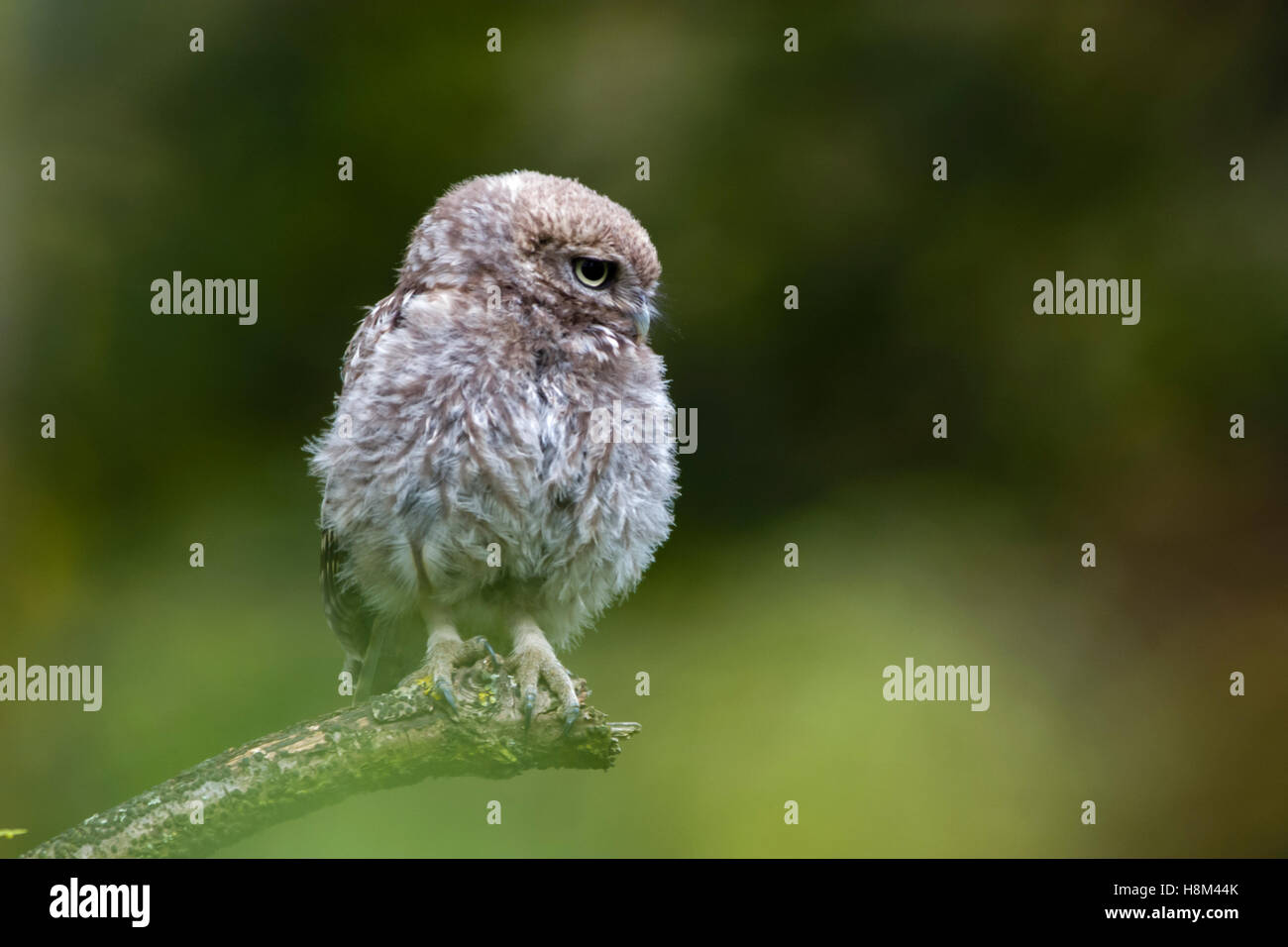 Junger Steinkauz [Athene Noctua] Küken thront auf einer Eiche Ast. Stockfoto