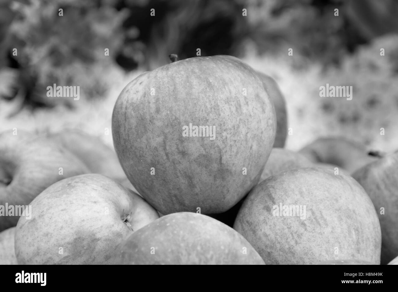 Äpfe Hintergrund Stockfoto