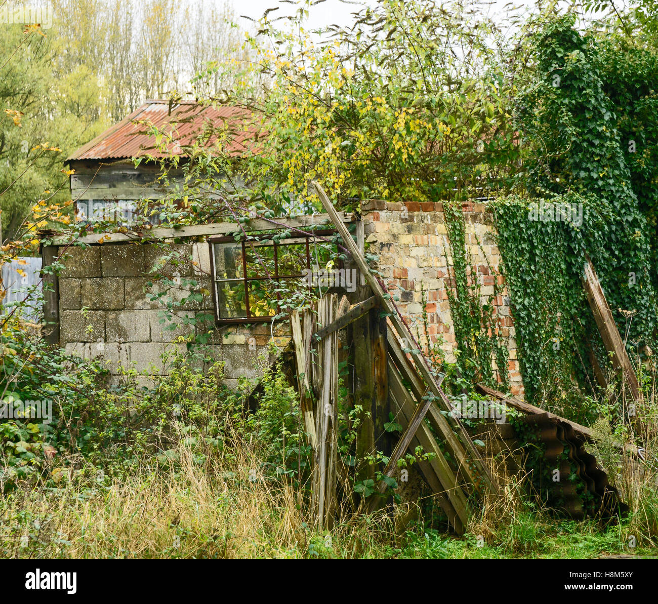 Bauernhof Gebäude fallen nach unten und überwucherten Milton Cambridge Cambridgeshire England UK 2016 Stockfoto