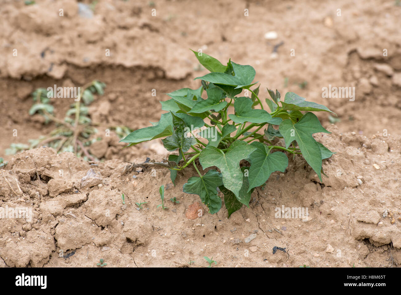 Peking, China - Gemüse Jungpflanze im trockenen Boden auf einem Bauernhof in der Nähe von Peking, China. Stockfoto