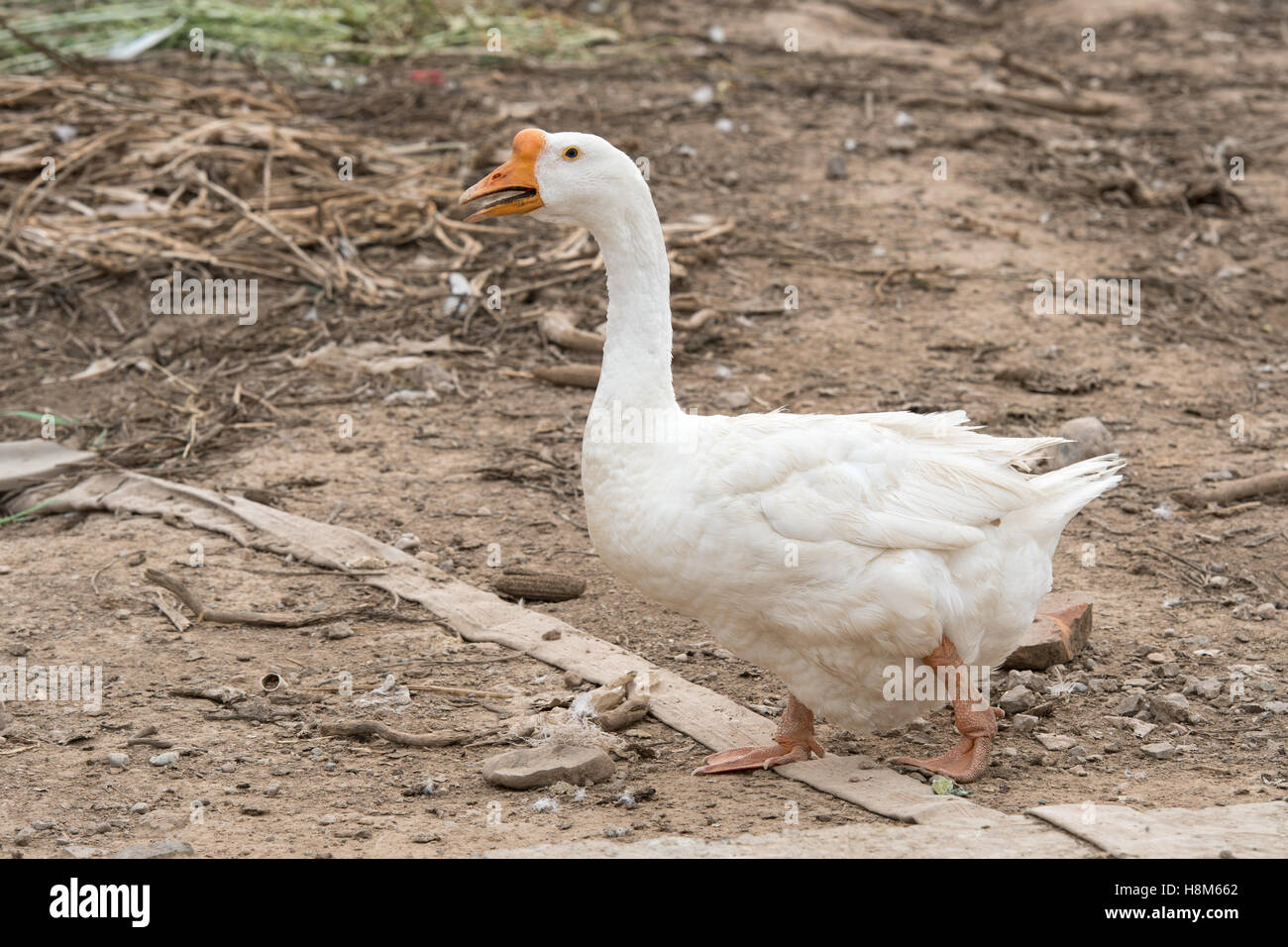 Peking, China - eine domestizierte weiße chinesische Gans auf einer Farm in der Nähe von Peking, China. Stockfoto