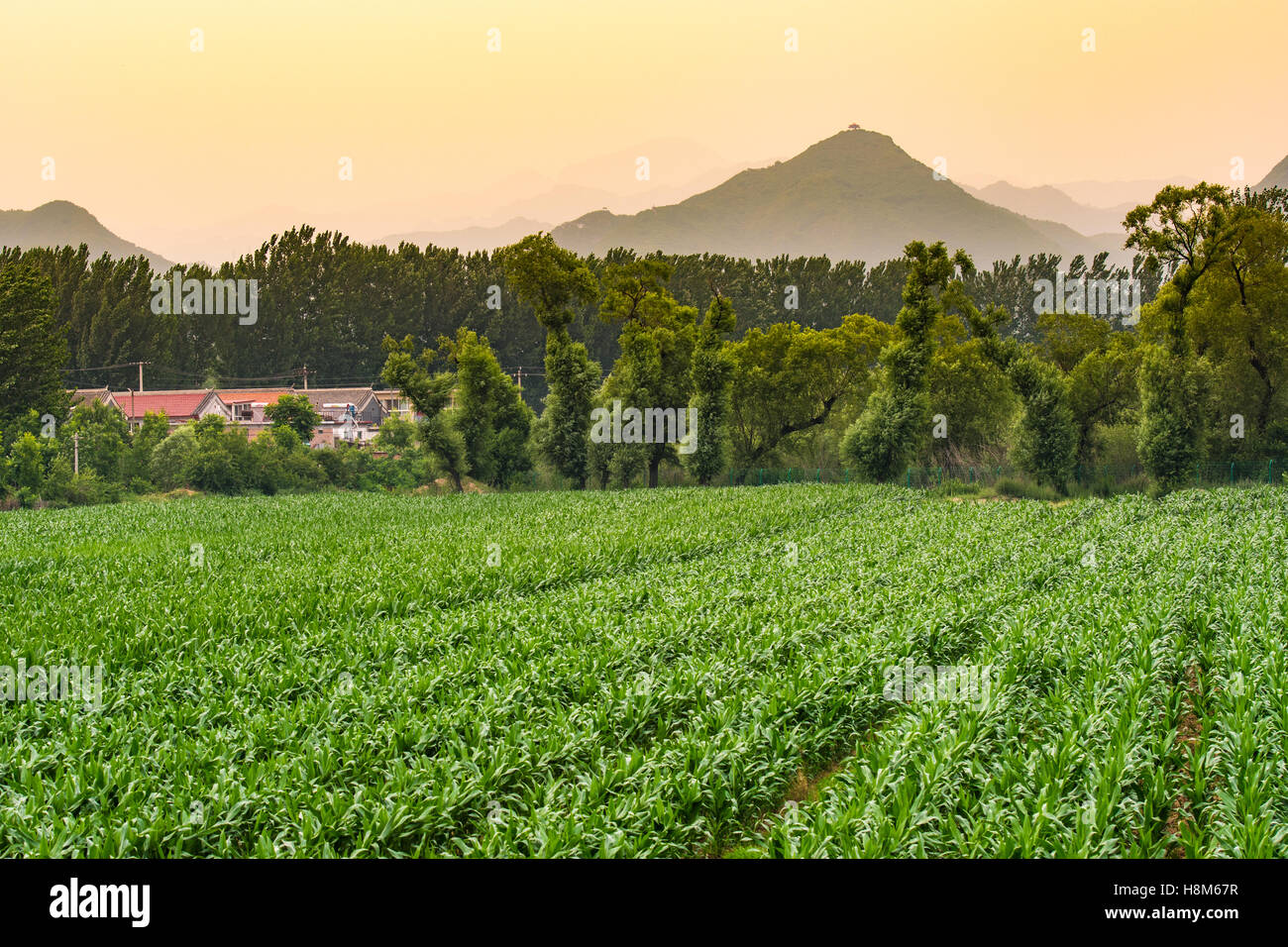 Peking, China - ein weites Feld an Mais wächst auf einem Bauernhof in der Nähe von Peking, China. Stockfoto