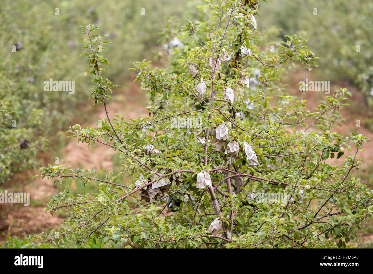 Peking, China - ein junger Fruchtbaum mit Pest Control Taschen auf einem Bauernhof in der Nähe von Peking, China. Stockfoto