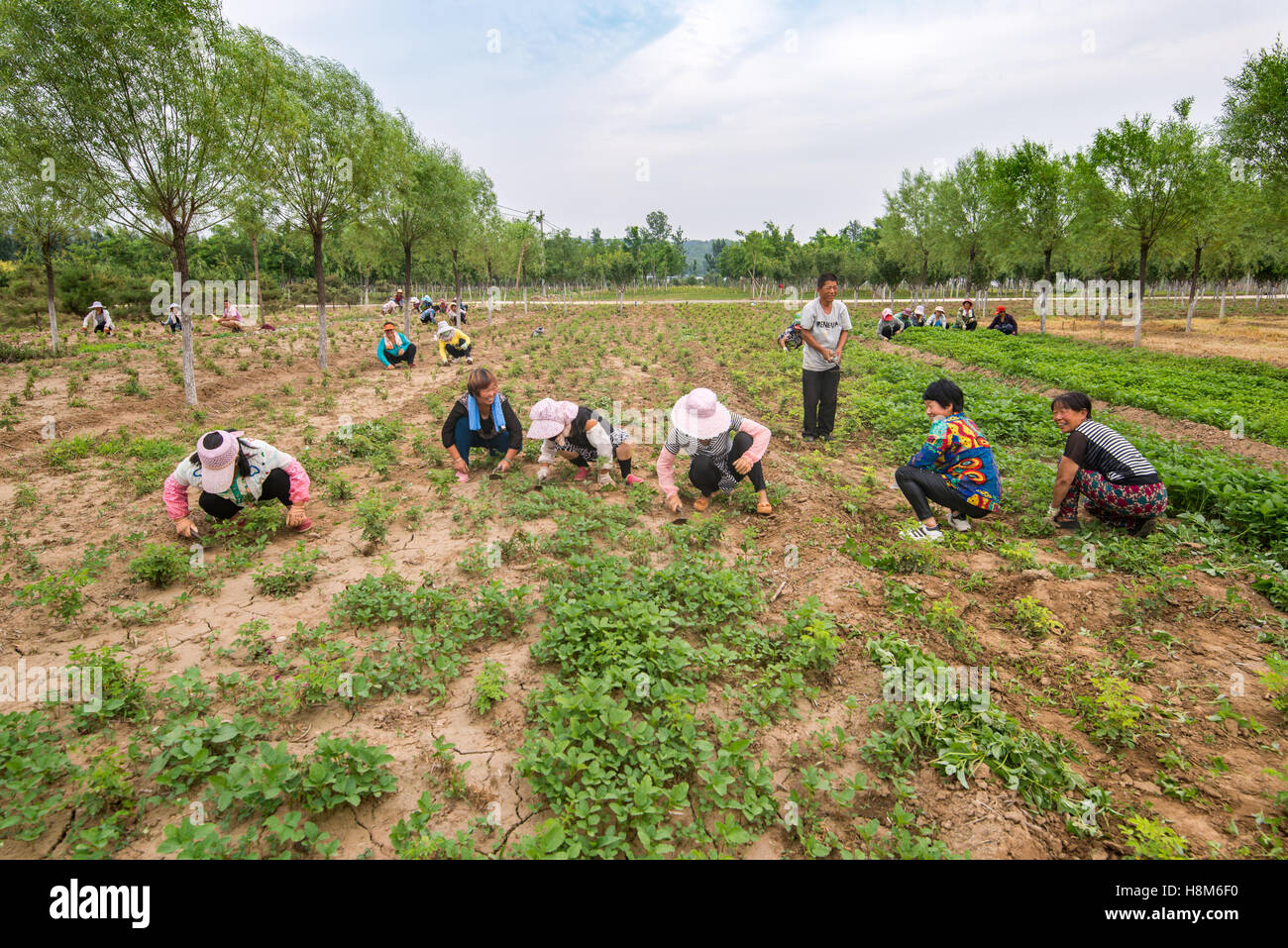 Peking, China - chinesische ArbeiterInnen Jäten ein Feld auf einer Farm in der Nähe von Peking, China. Stockfoto