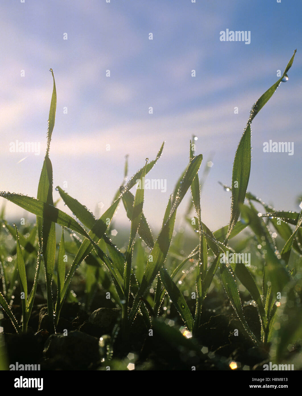 Bodenhöhe Blick auf jungen Keimling Gerstenpflanzen mit Tau-Tropfen gegen den frühen Morgen Sonne fotografiert Stockfoto