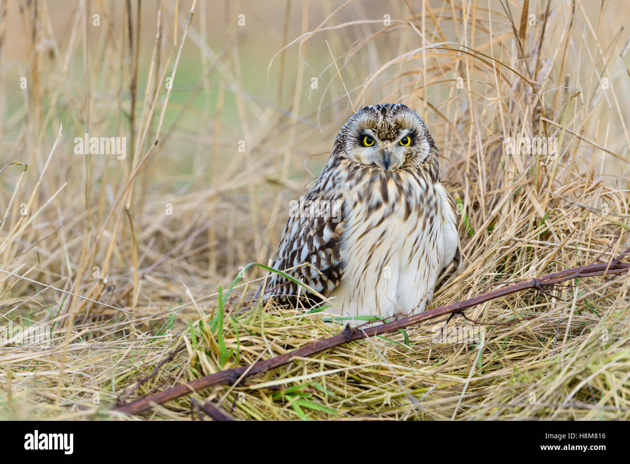 Sumpfohreule, Asio Flammeus, wilde Short Eared Owl Stockfoto