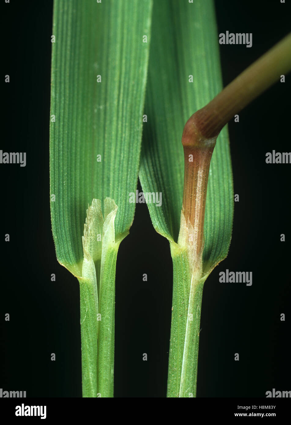 Schwarz, gebogen oder Redtop, Agrostis Gigantea, Blatt Blatthäutchen am Knoten und Stiel von einer landwirtschaftlichen Ungras Stockfoto