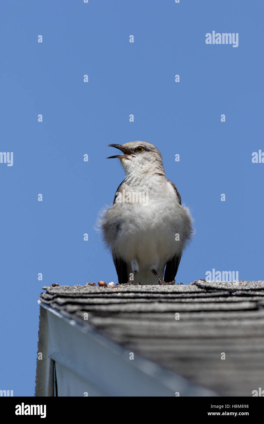 Nördliche Spottdrossel Mimus Polyglottos männlichen Gesang von einem Dach auf einem inländischen Haus Stockfoto